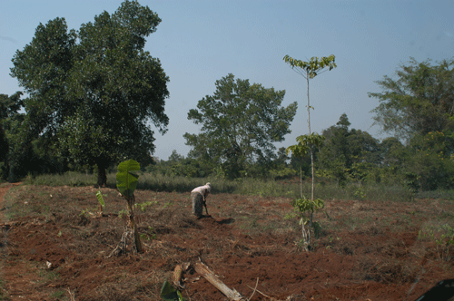 Woman working in the fields